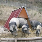 Shelter for goats, pigs, sheep in Sheet Metal