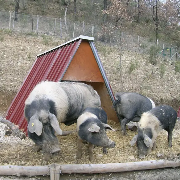 Stalla con scrofa e maialini all’interno del rifugio