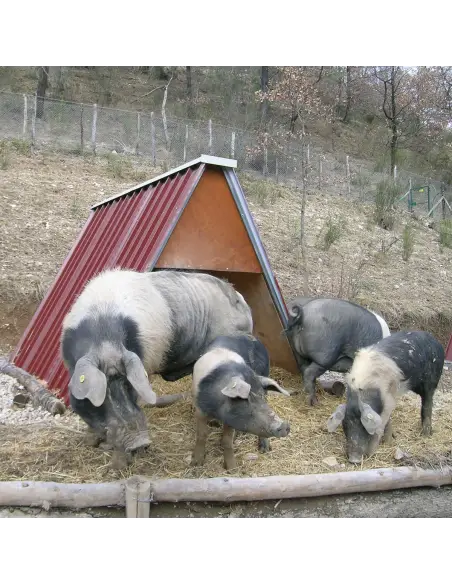 Stalla con scrofa e maialini all’interno del rifugio
