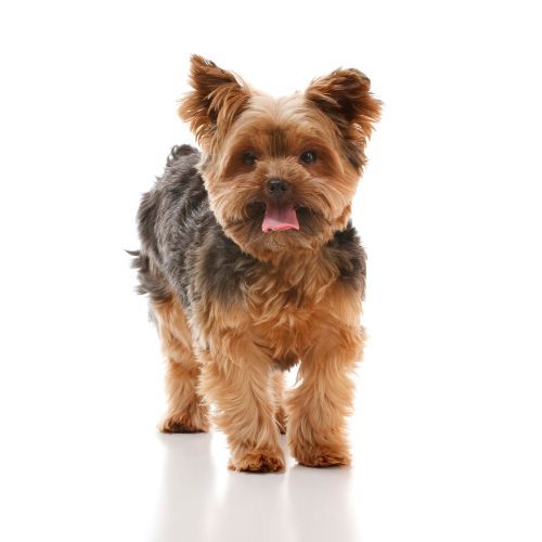 Scopri le caratteristiche fisiche e caratteriali dello Yorkshire