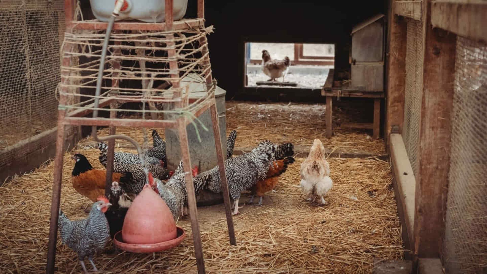 Come costruire un pollaio per galline ovaiole: la guida pratica migliore