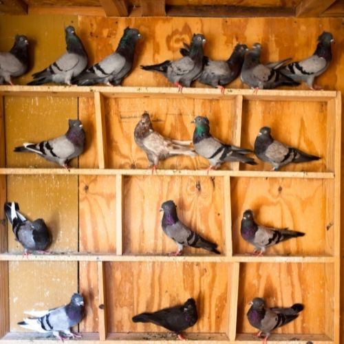 scopri tutte le basi per poter costruire una voliera fai da te 