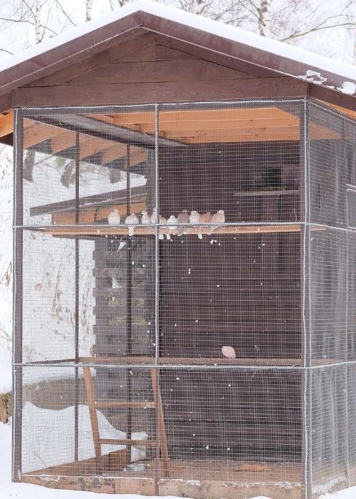 Guida specializzata su come costruire una voliera per piccioni