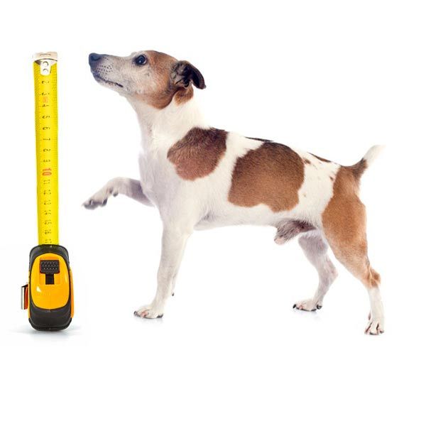 Come trovare una perfetta cuccia per i cani Jack Russell?