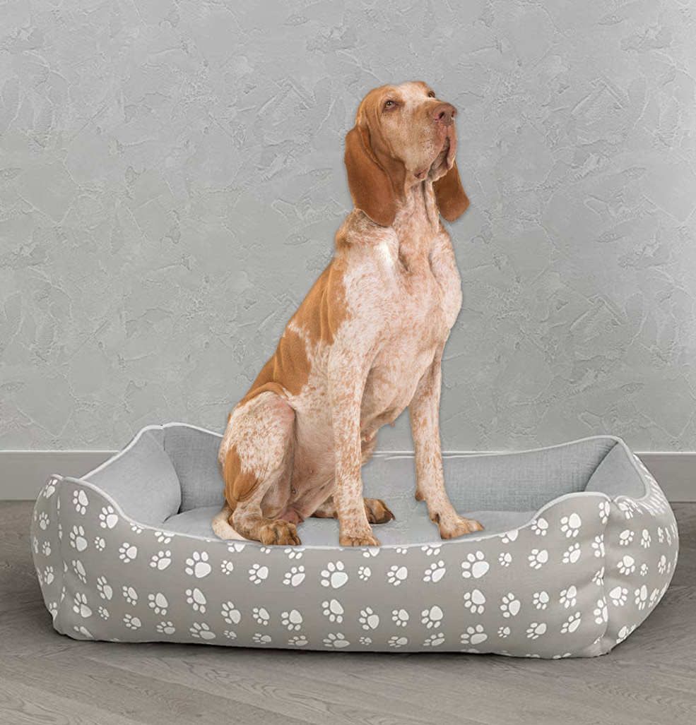 Scopri le cucce da interno per il braco italiano