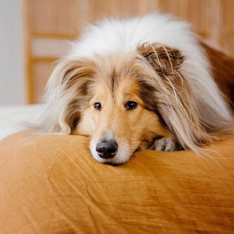 scopri le Cucce più adatte da interno per cani Lassie