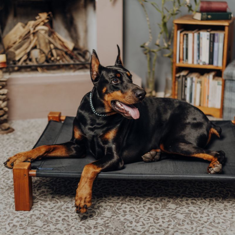 Cucce da interno per dobermann: la miglior guida con i miglior consigni