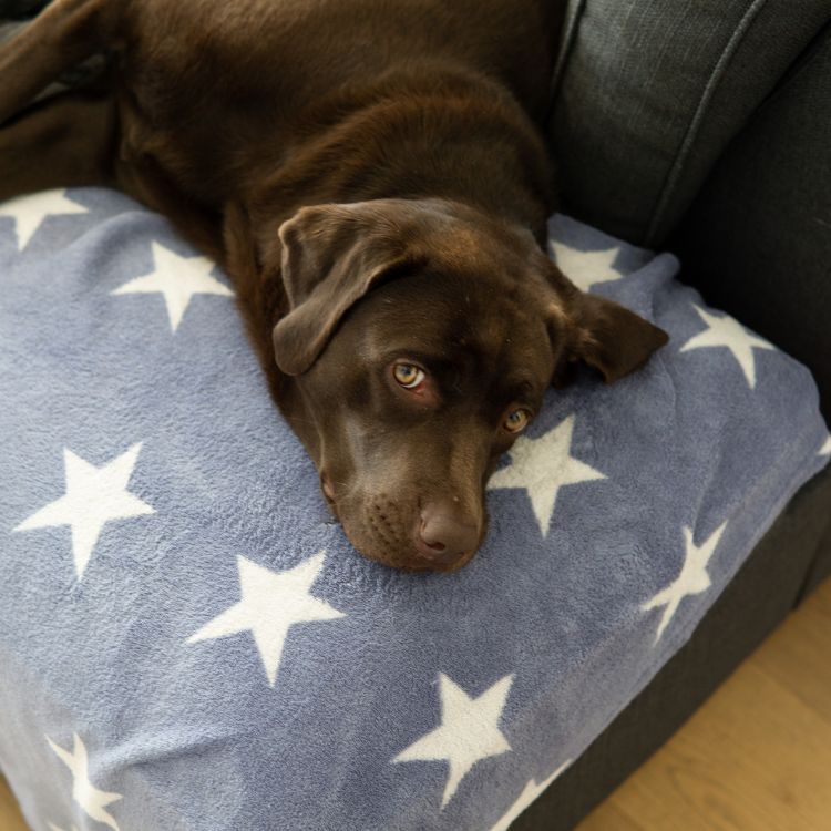 scopri le Cucce da interno per labrador