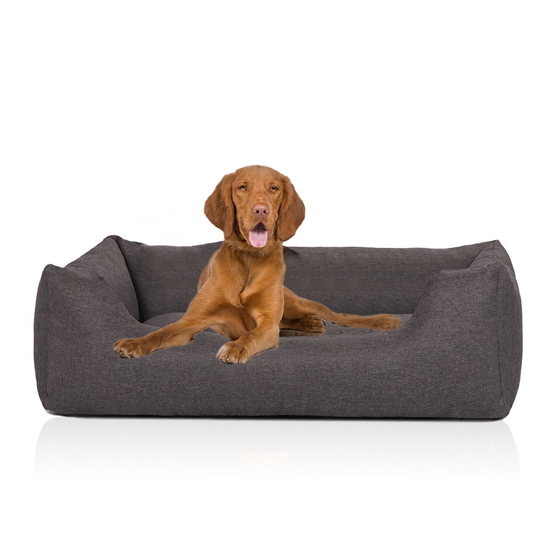 Scopri le cucce da interno per il braco italiano