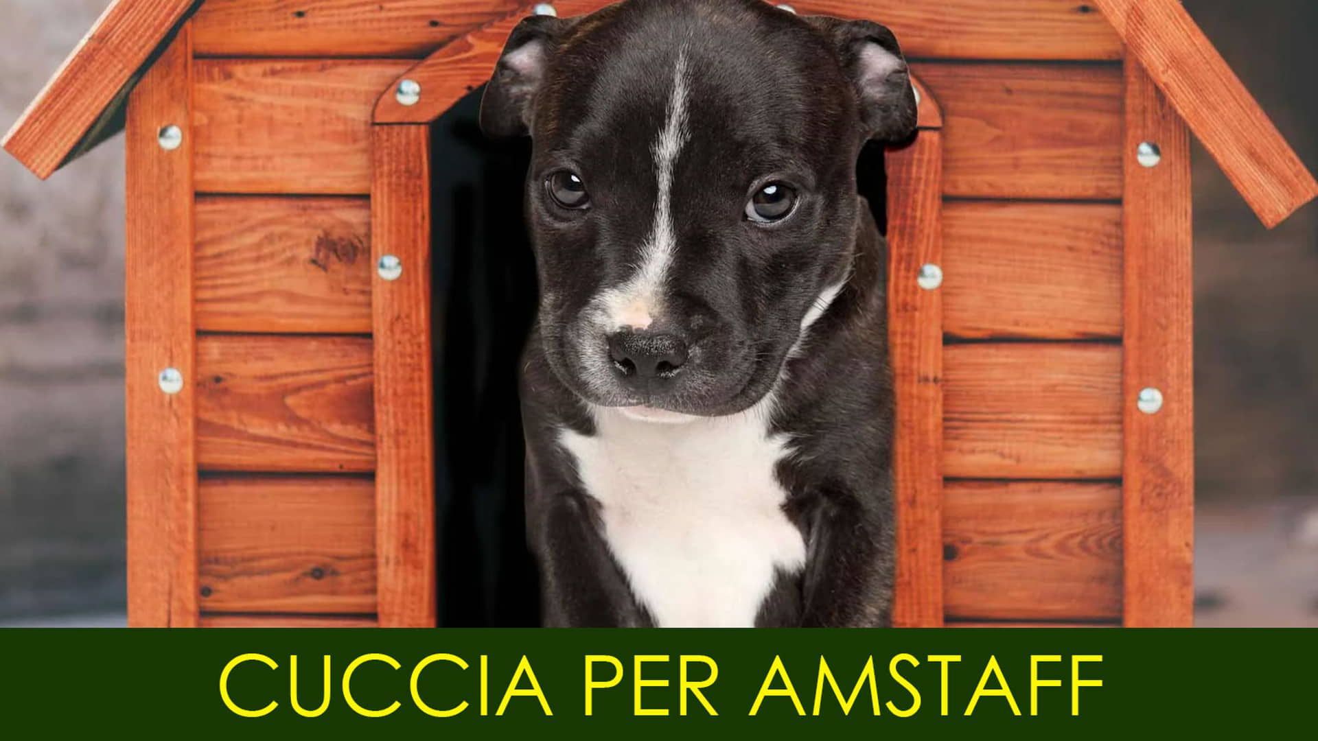 Cuccia per amstaff la miglior guida online