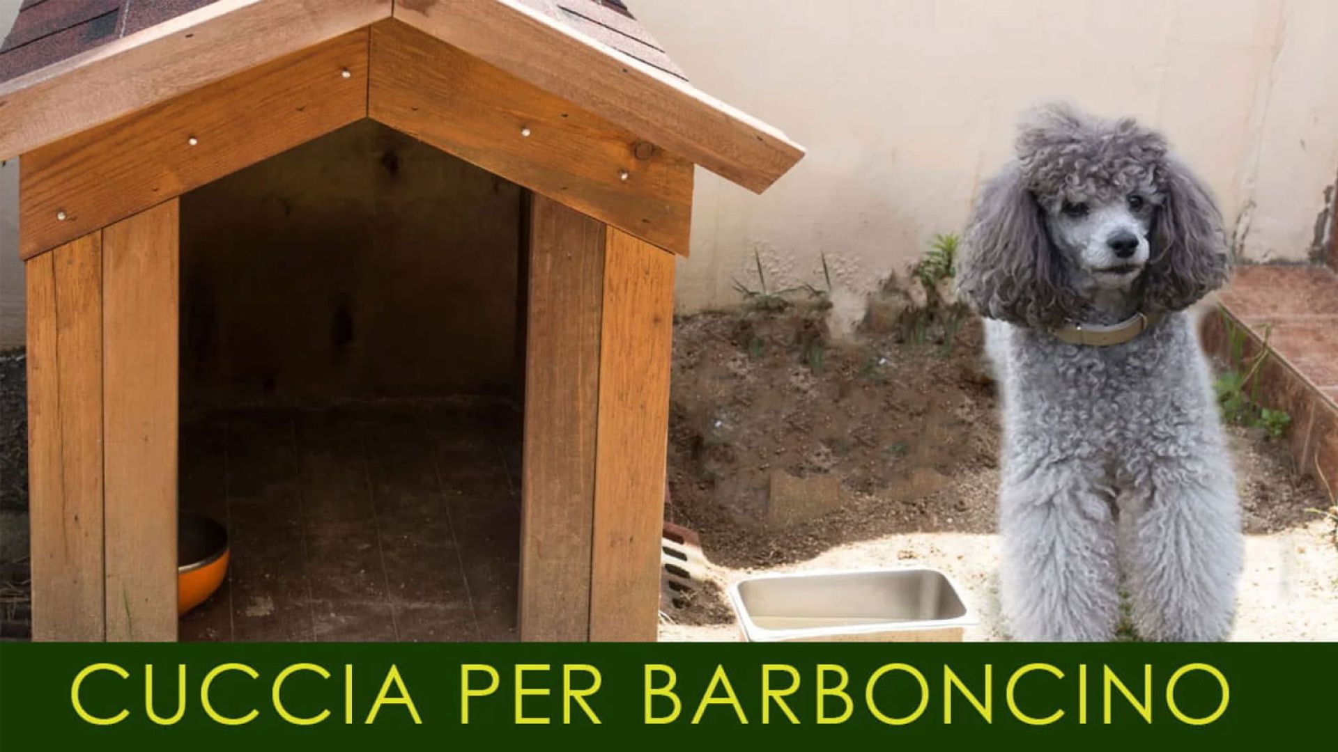 scopri la miglior cuccia per  barboncino