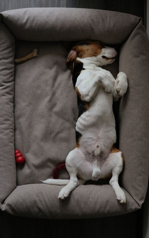 Scopri le misure e le specifiche per una cuccia da interno per beagle