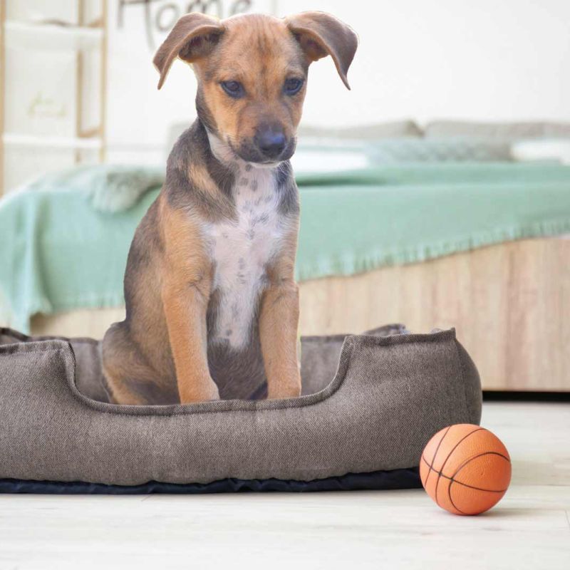 Cuccia da interno per l’amstaff caratterizzata da diversi design