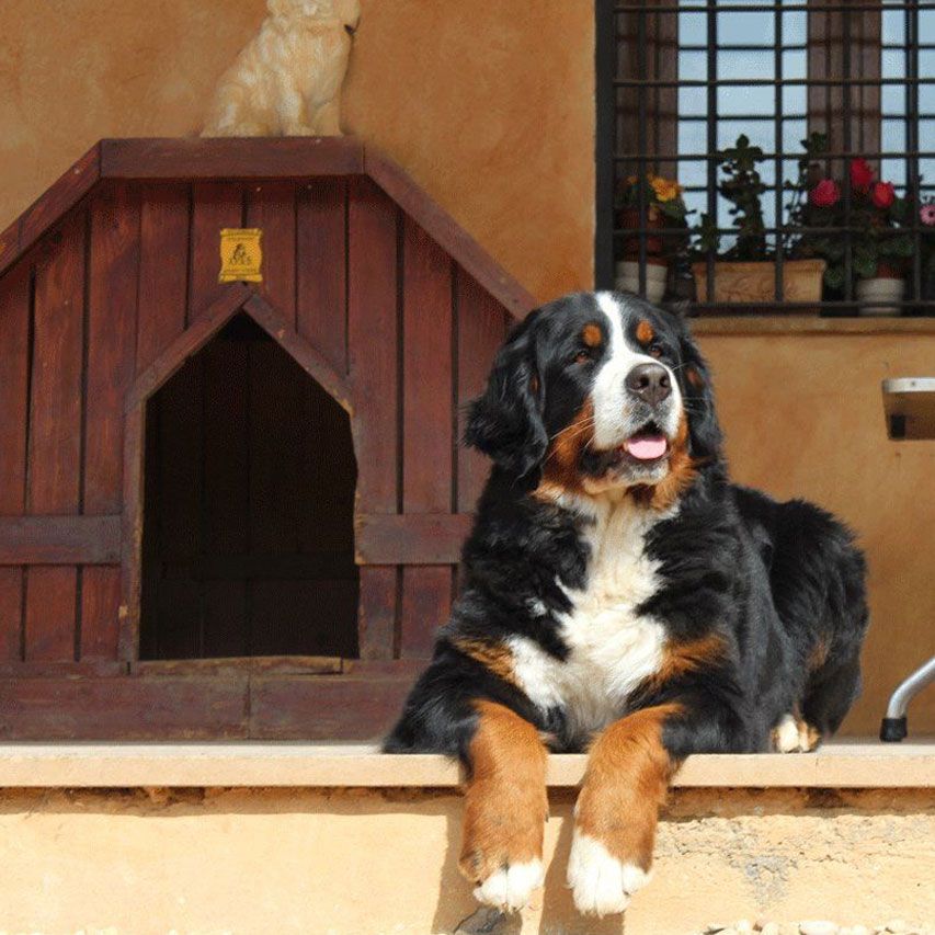 Cuccia per bovaro del bernese da esterno quale scegliere?
