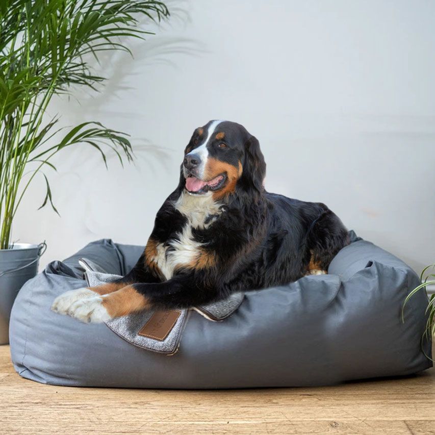 Cuccia per bovaro del bernese da interno quale scegliere?