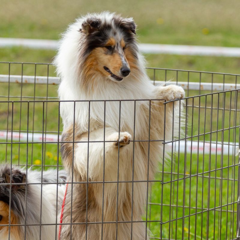 scopri le Cucce più adatte da esterno per cani Lassie