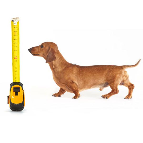 Scopri quali sono le giuste dimensioni per la cuccia del tuo Bassotto