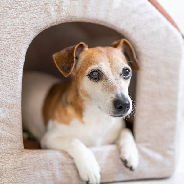 Cuccia per cani da interno taglia piccola: scopri le specifiche che deve avere