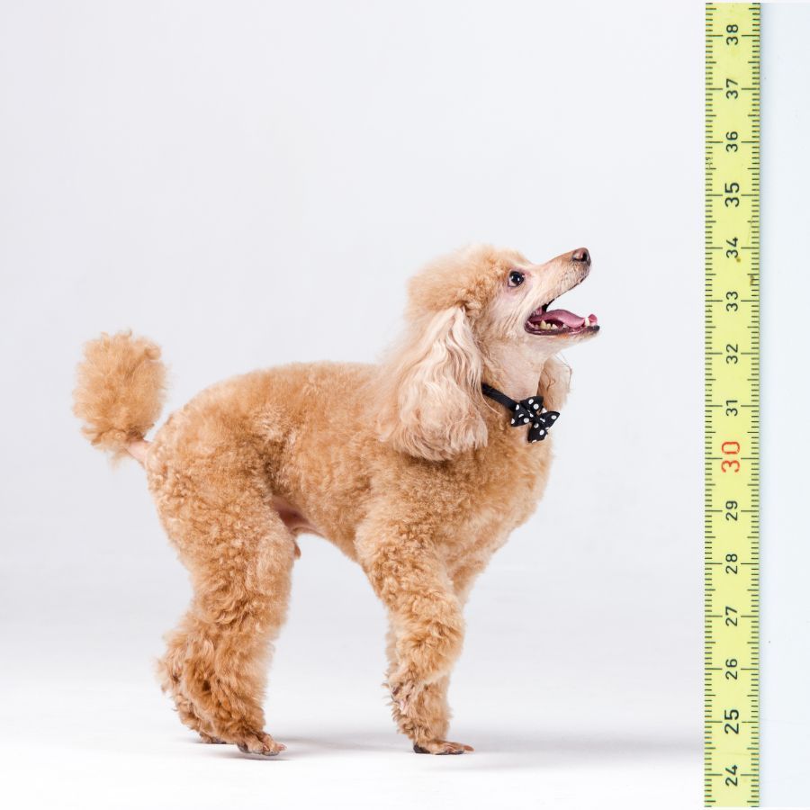 scopri le giuste dimensioni cuccia per barboncino