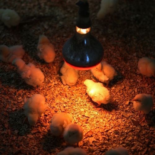 Gabbiette riscaldate per pulcini: con sistema riscaldante