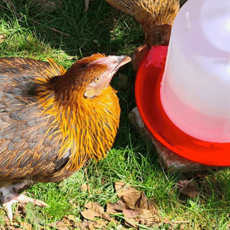 Ferranti vendita prodotti per allevamento galline