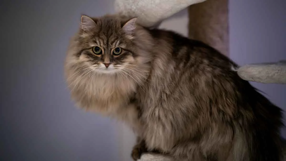 Gatto Siberiano