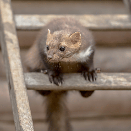 La donnola è una delle maggiori minacce per le galline