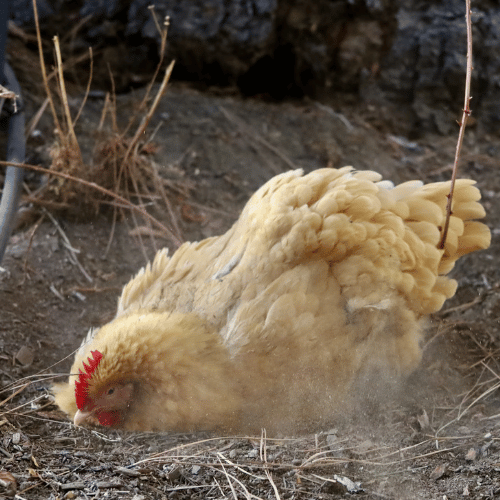 le galline amano fare bagni di sabbia
