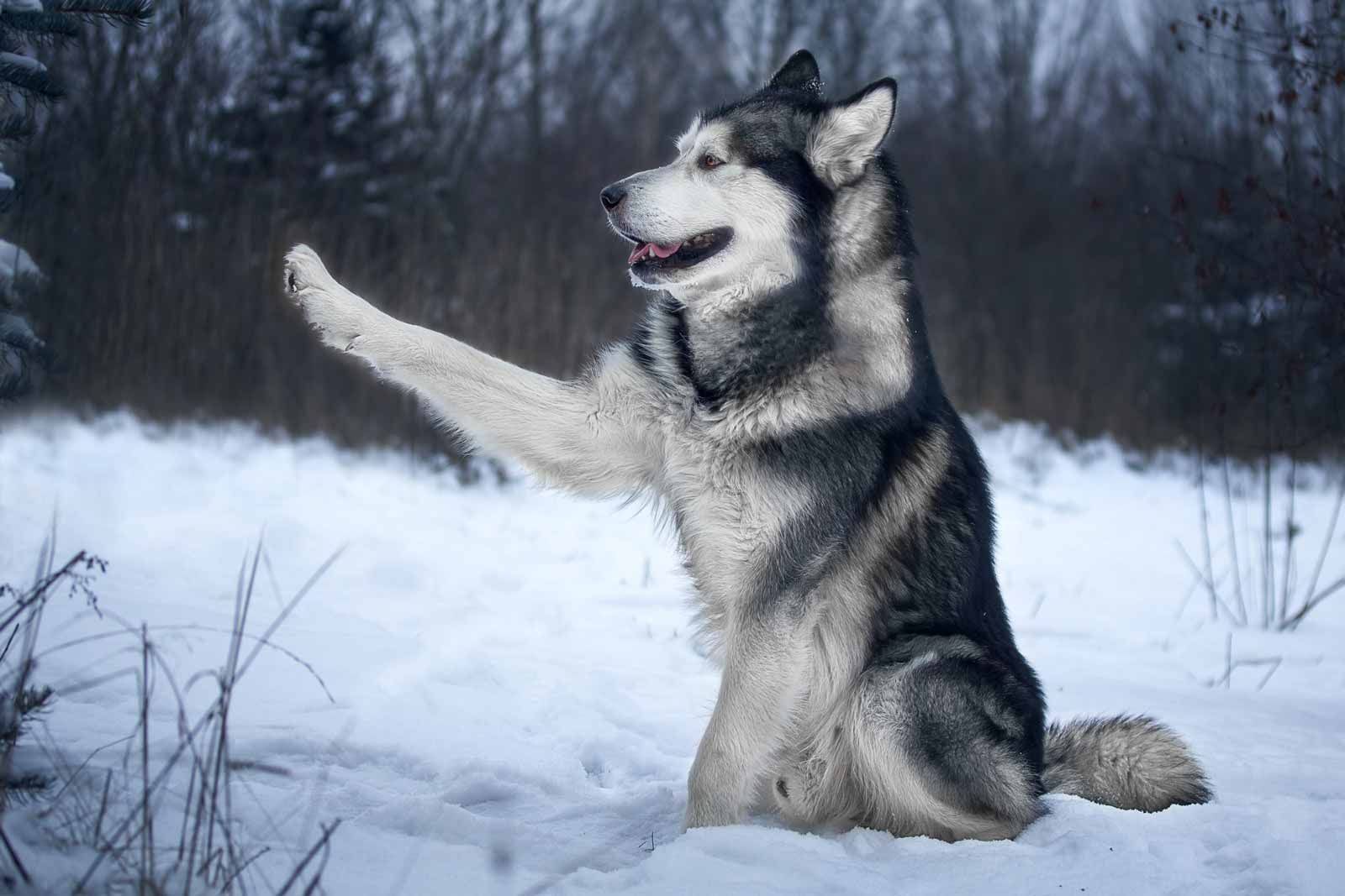 Alaskan malamute