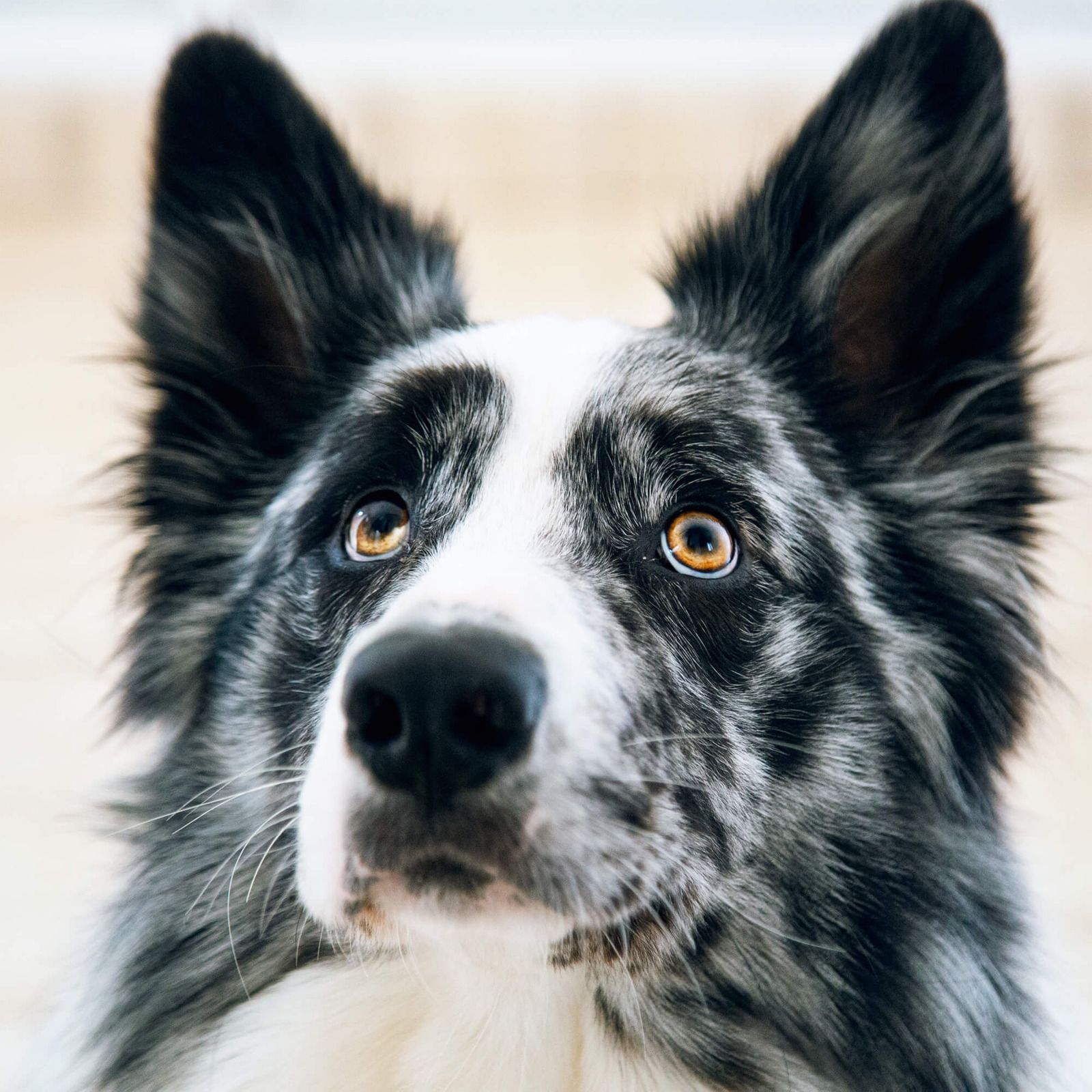 border collie sfondo 2