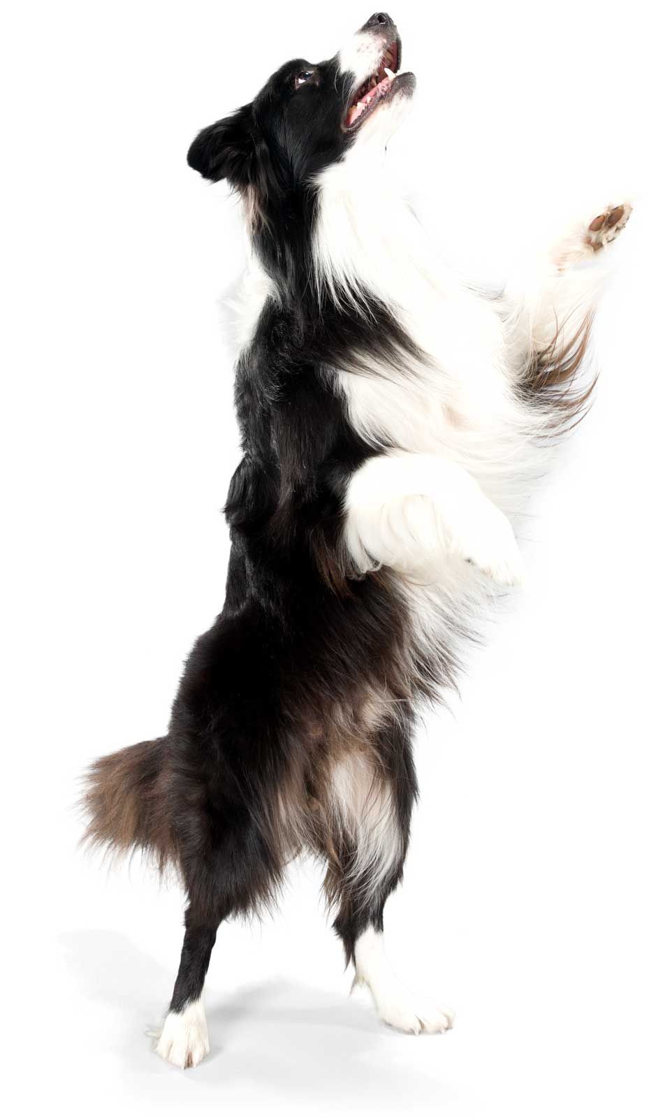 border collie sfondo