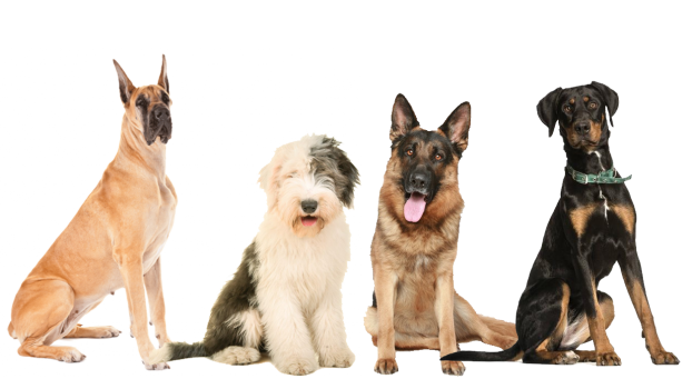 cani di taglia grande: diverse dimensioni