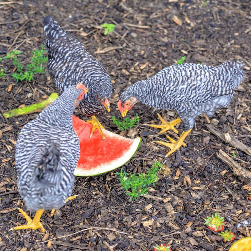 Ferranti vendita prodotti per allevamento galline