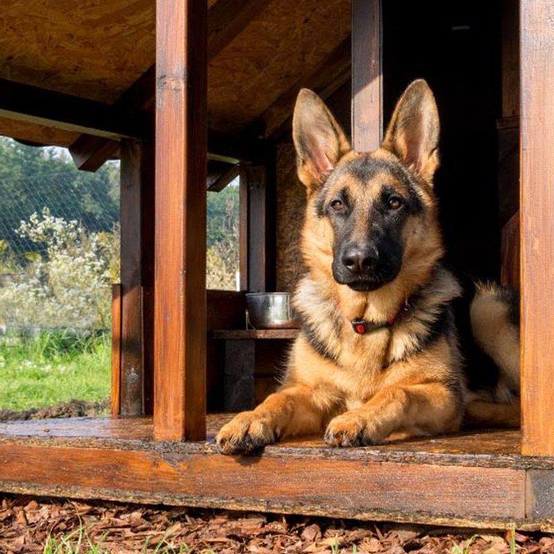 scopri la miglior cuccia da esterno pastore tedesco