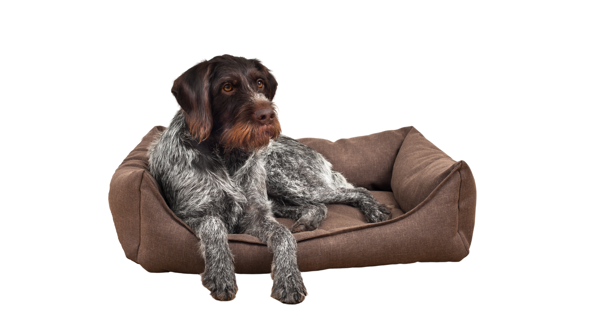 Ferranti vende cuccia da interni per due cani