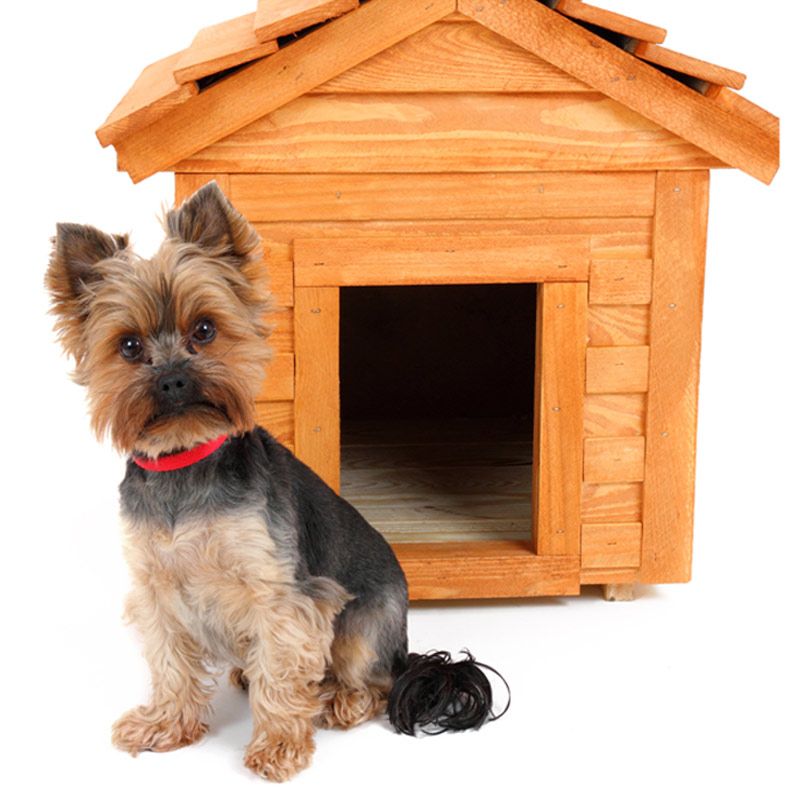 Cuccia per yorkshire: guida su quale scegliere