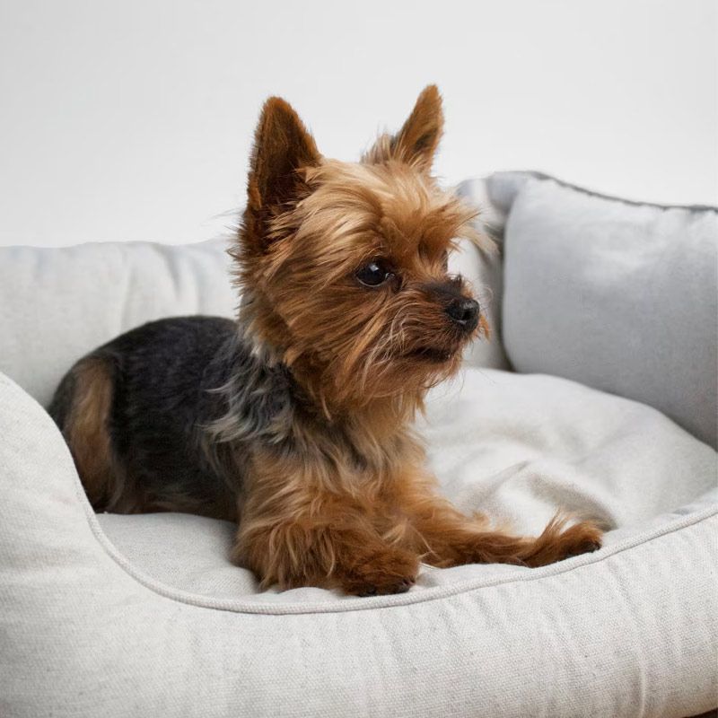 Cuccia per yorkishire interna 