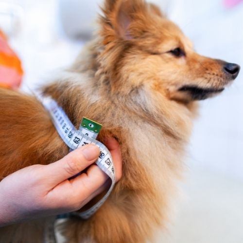 dimensioni per cassa da parto: per cani di taglia media, piccola e grande