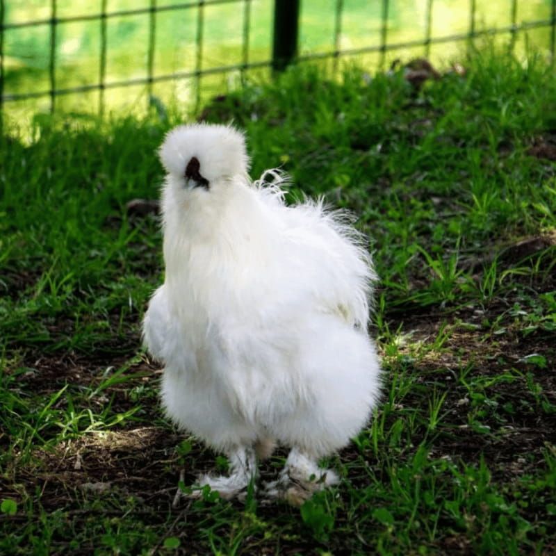 Ferranti propone in vendita prodotti per galline