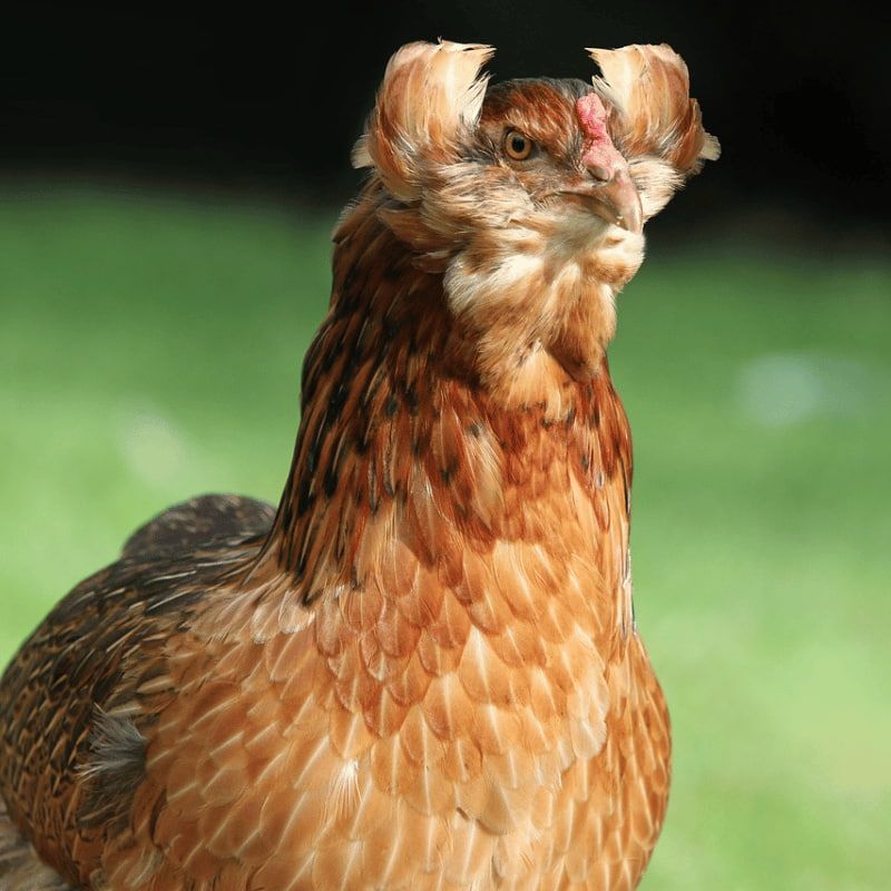 Ferranti propone in vendita prodotti per galline