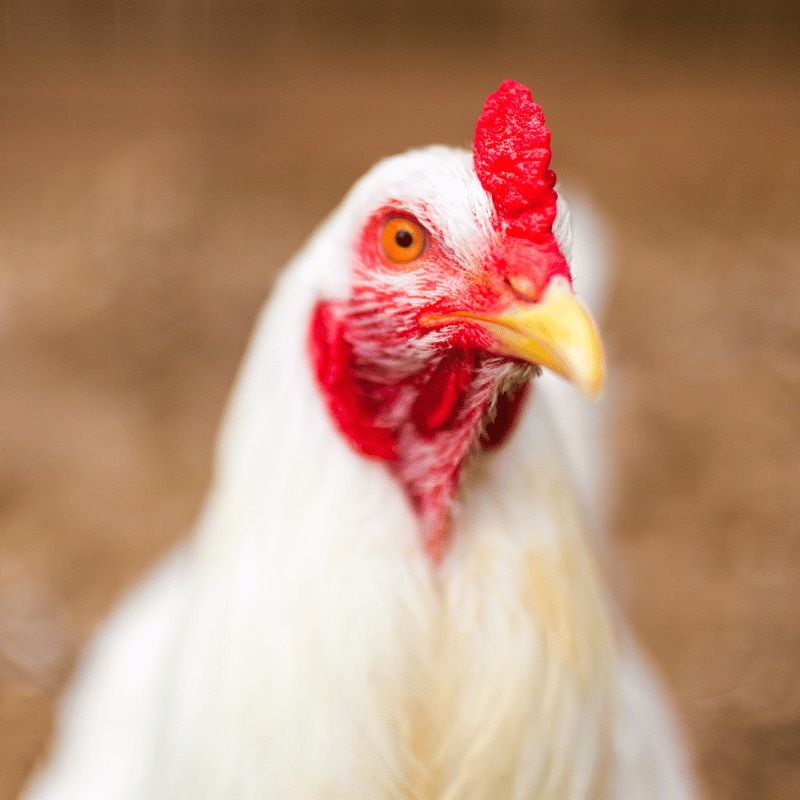 Ferranti propone in vendita prodotti per galline