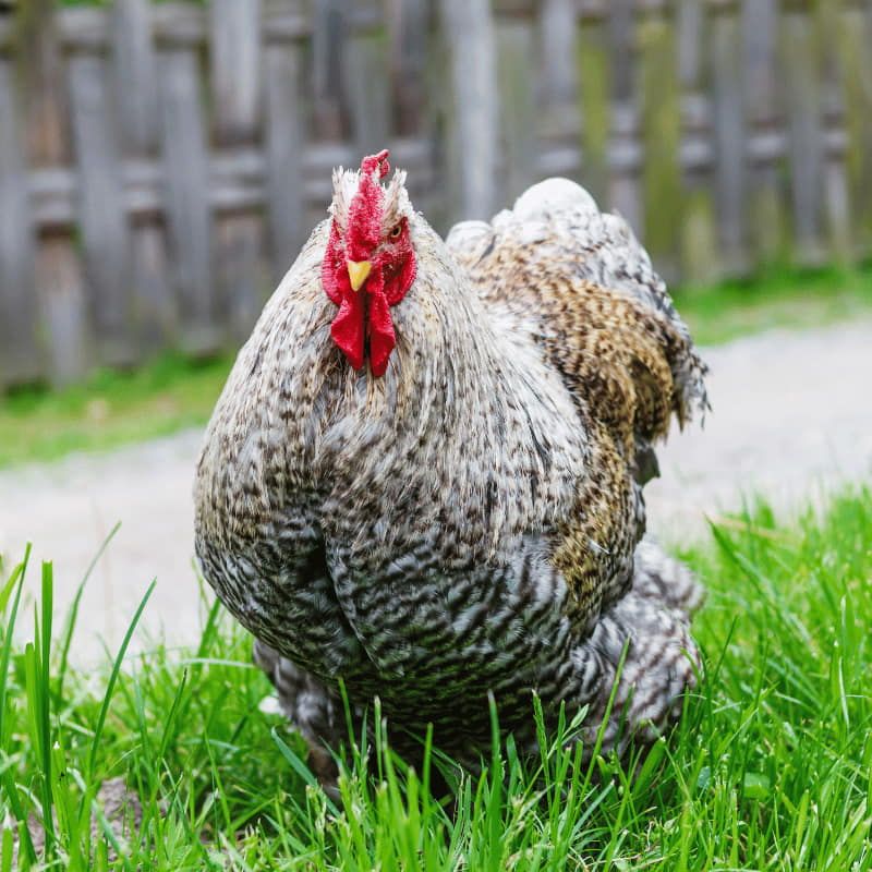 Ferranti, vendita articoli per allevamento galline