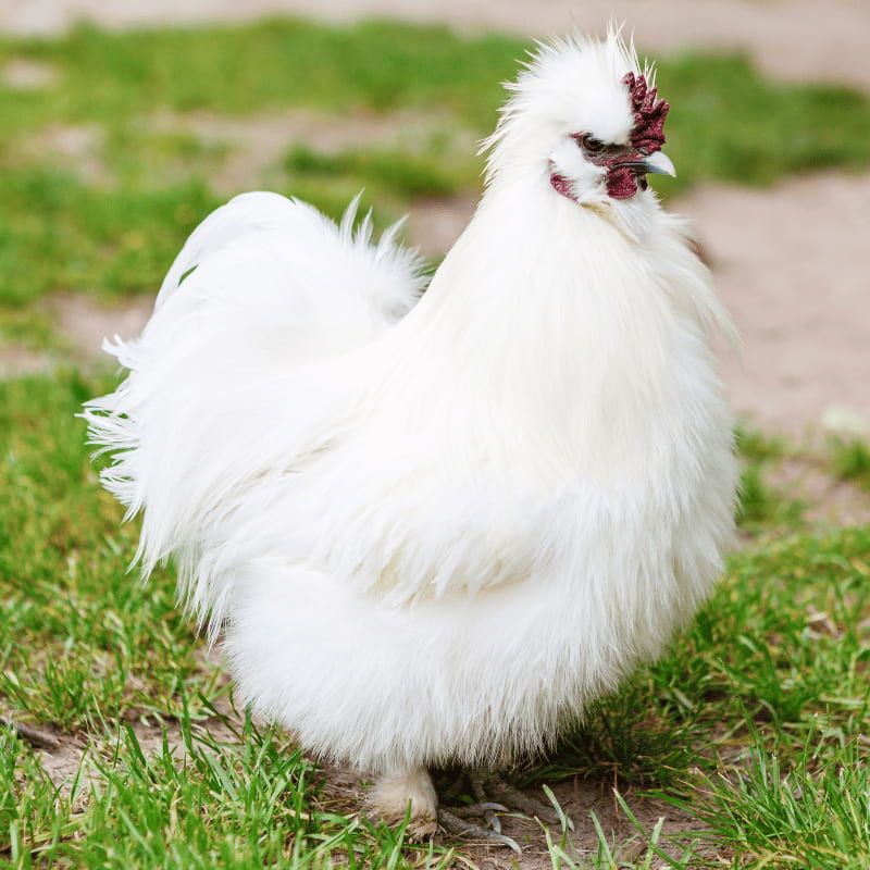 Ferranti, vendita articoli per allevamento galline