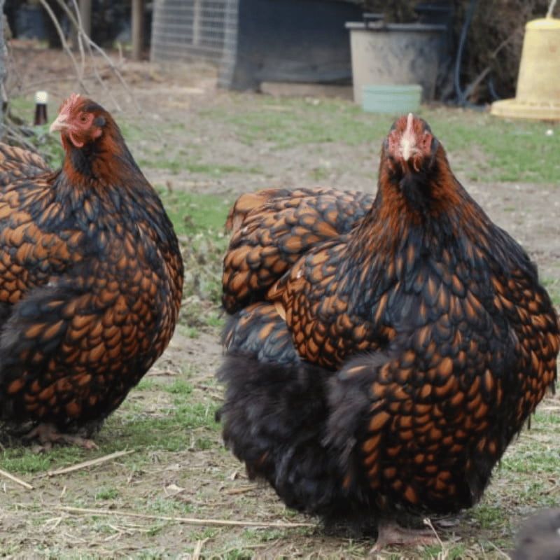 Ferranti propone in vendita prodotti per galline