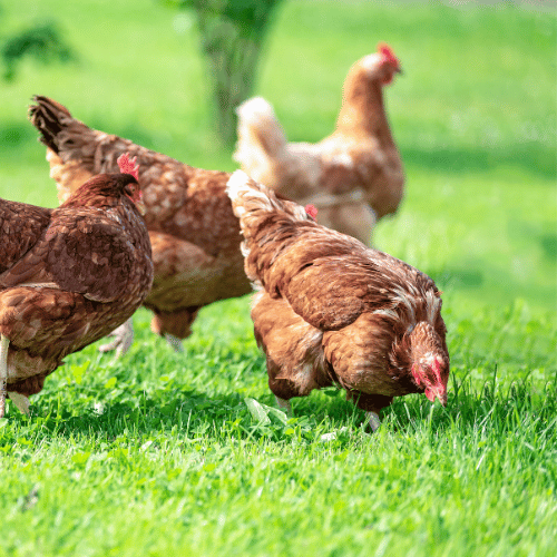galline su prato soleggiato