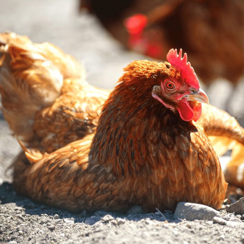 Ferranti vendita prodotti per allevamento galline