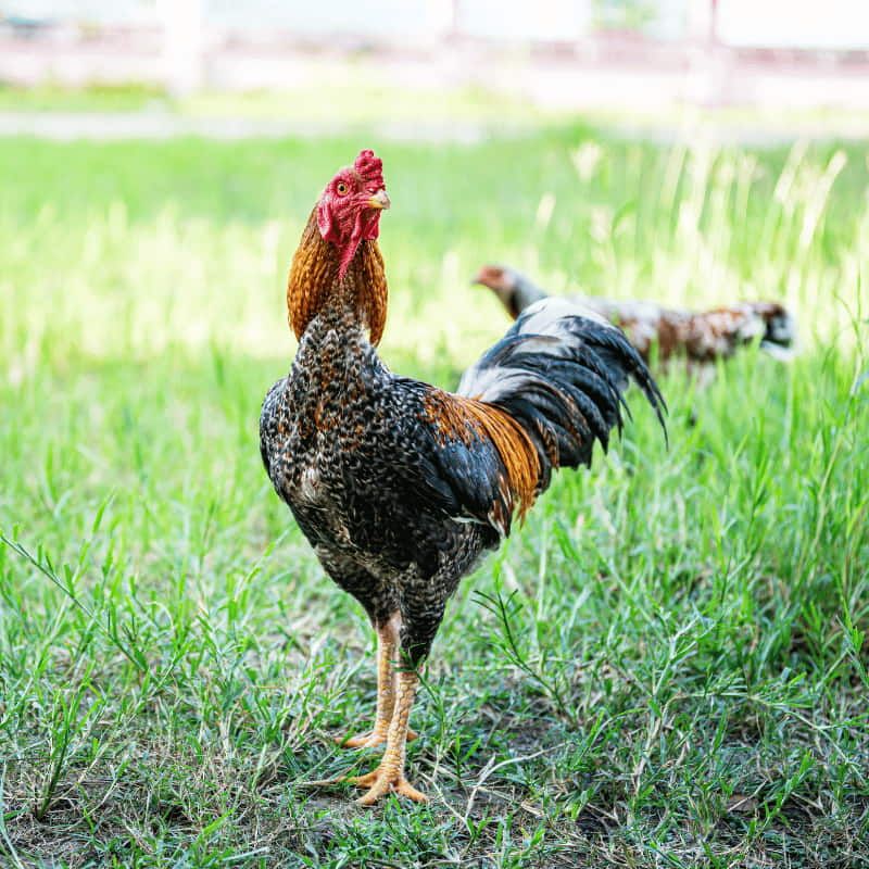 Ferranti, vendita articoli per allevamento galline