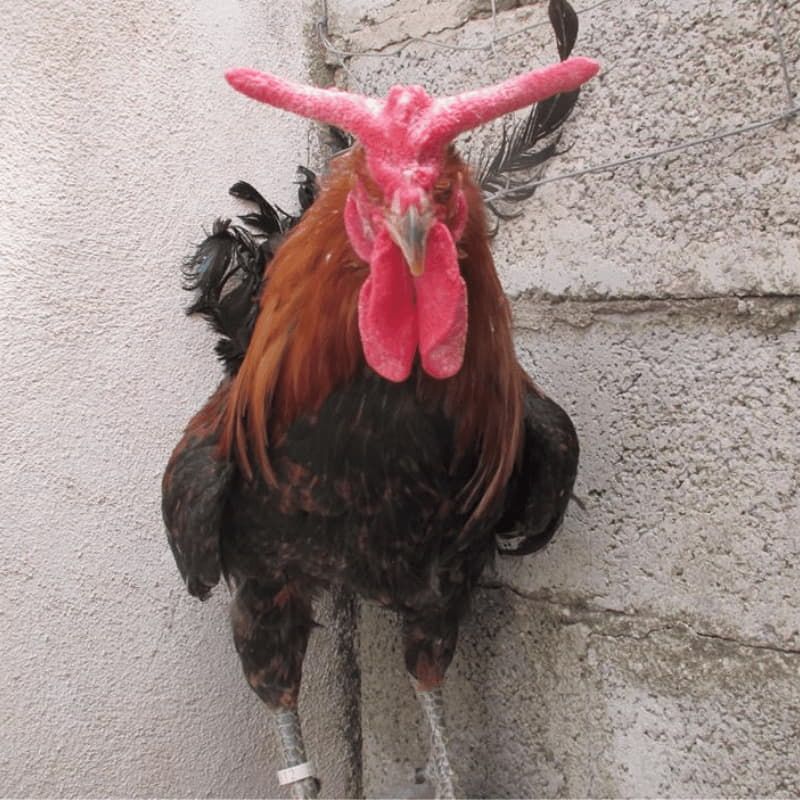 Ferranti, vendita articoli per allevamento galline