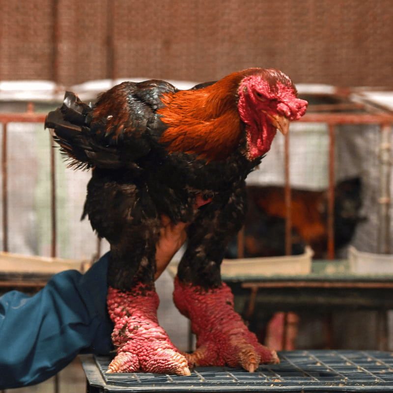 Ferranti, vendita articoli per allevamento galline