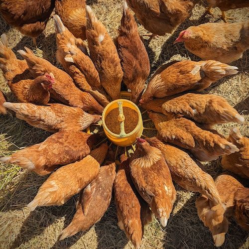 Accessori galline: mangiatoia